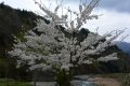 長良川桜