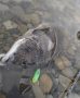 清流チヌ