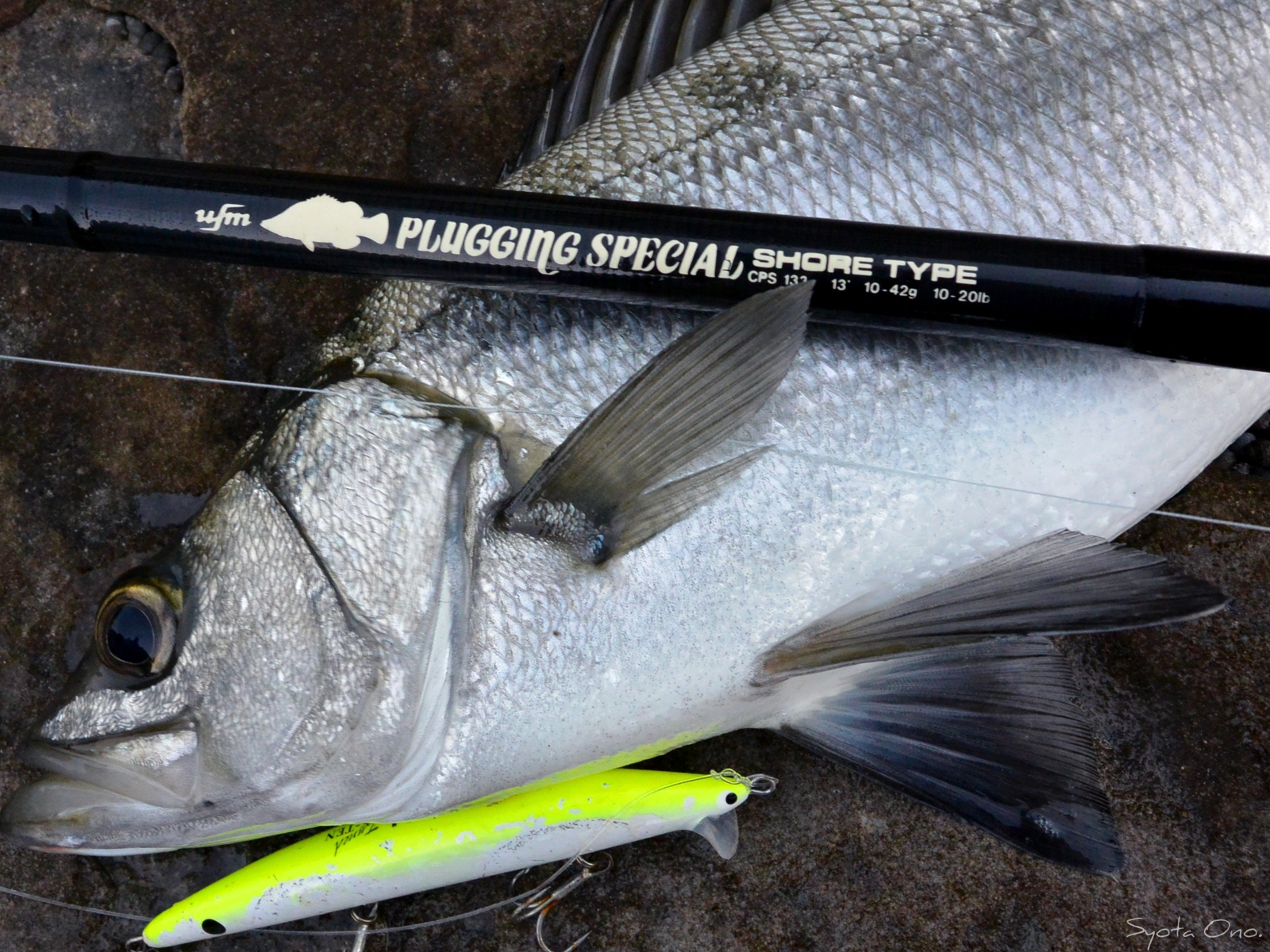 【南紀磯ヒラスズキ】釣り難すぎる大潮、渋すぎるヒラ