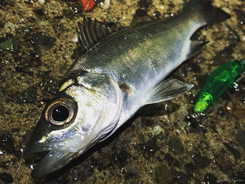 【浜名湖ライトゲーム】極寒・豪雨でセイゴ釣れまくり