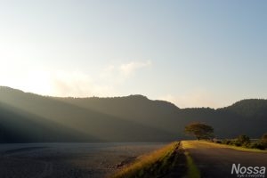 川沿いの木