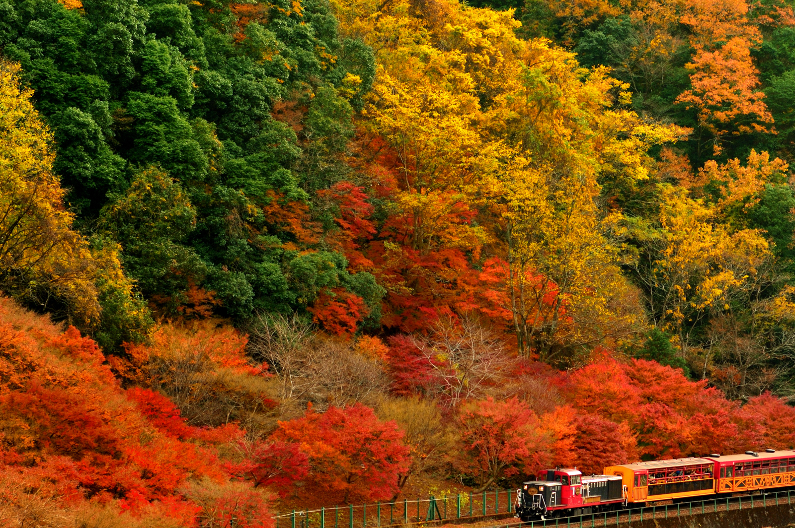 【鉄道風景】紅葉する京都で嵯峨野トロッコ列車を撮影