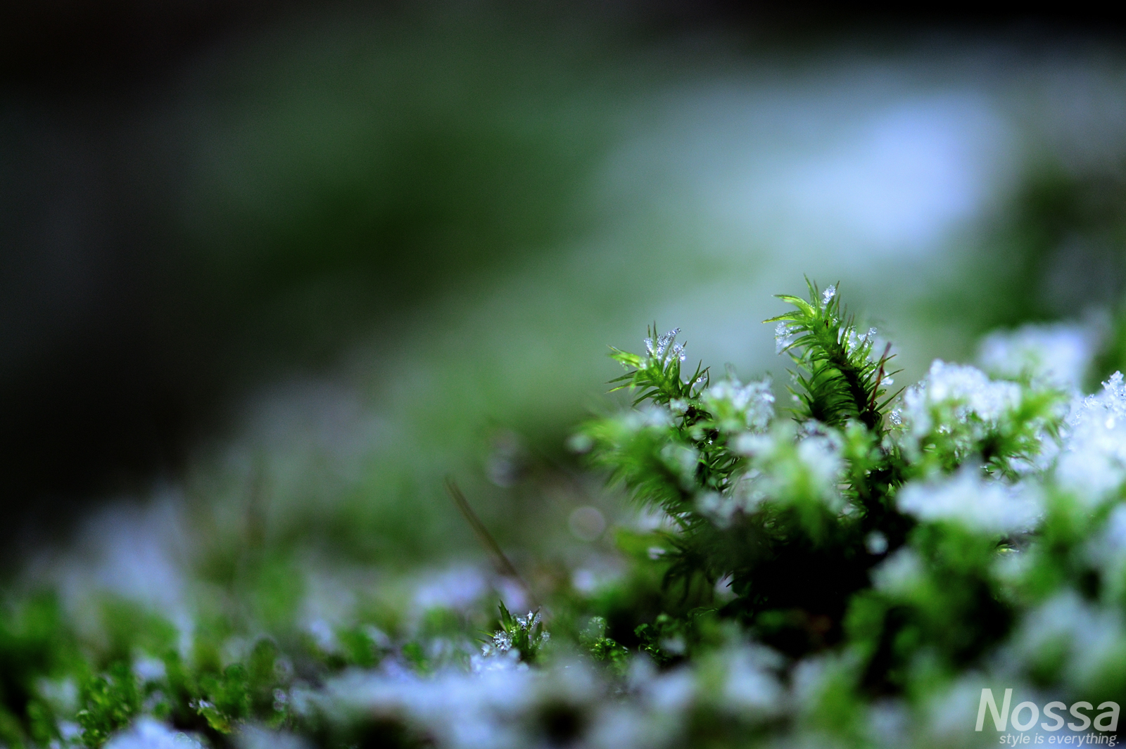 雪に濡れる苔