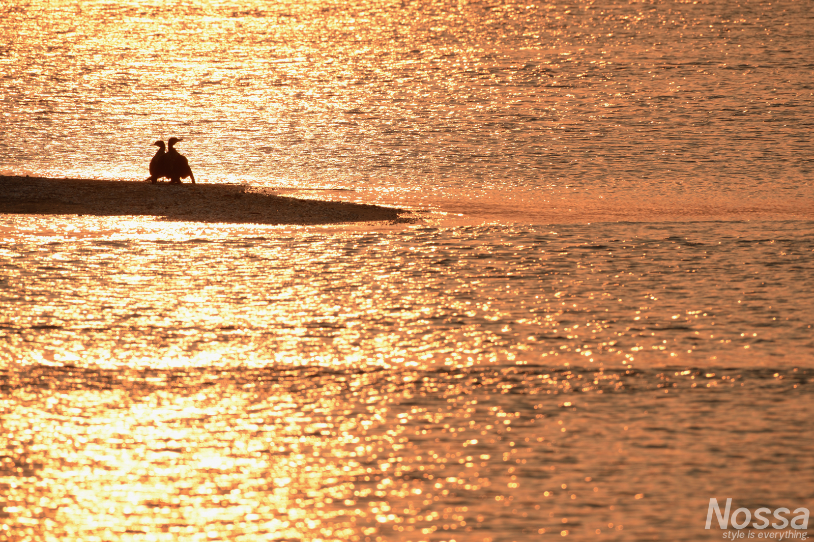 鵜・穏やかな水面…浜名湖弁天島周辺の日の出風景を撮影してきた