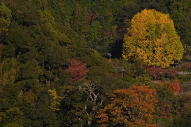 黄金色に染まる大樹。紅葉する福定の大銀杏を撮影