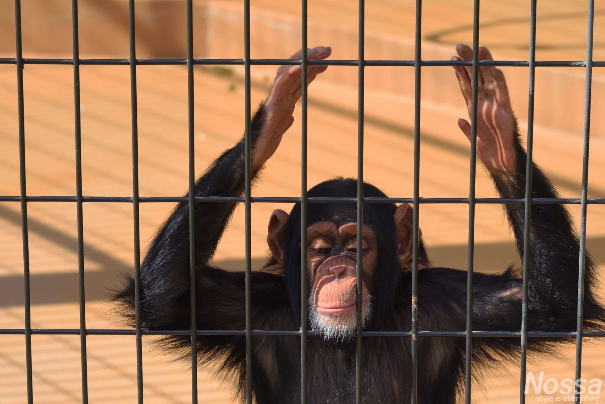 日本平動物園のチンパンジー
