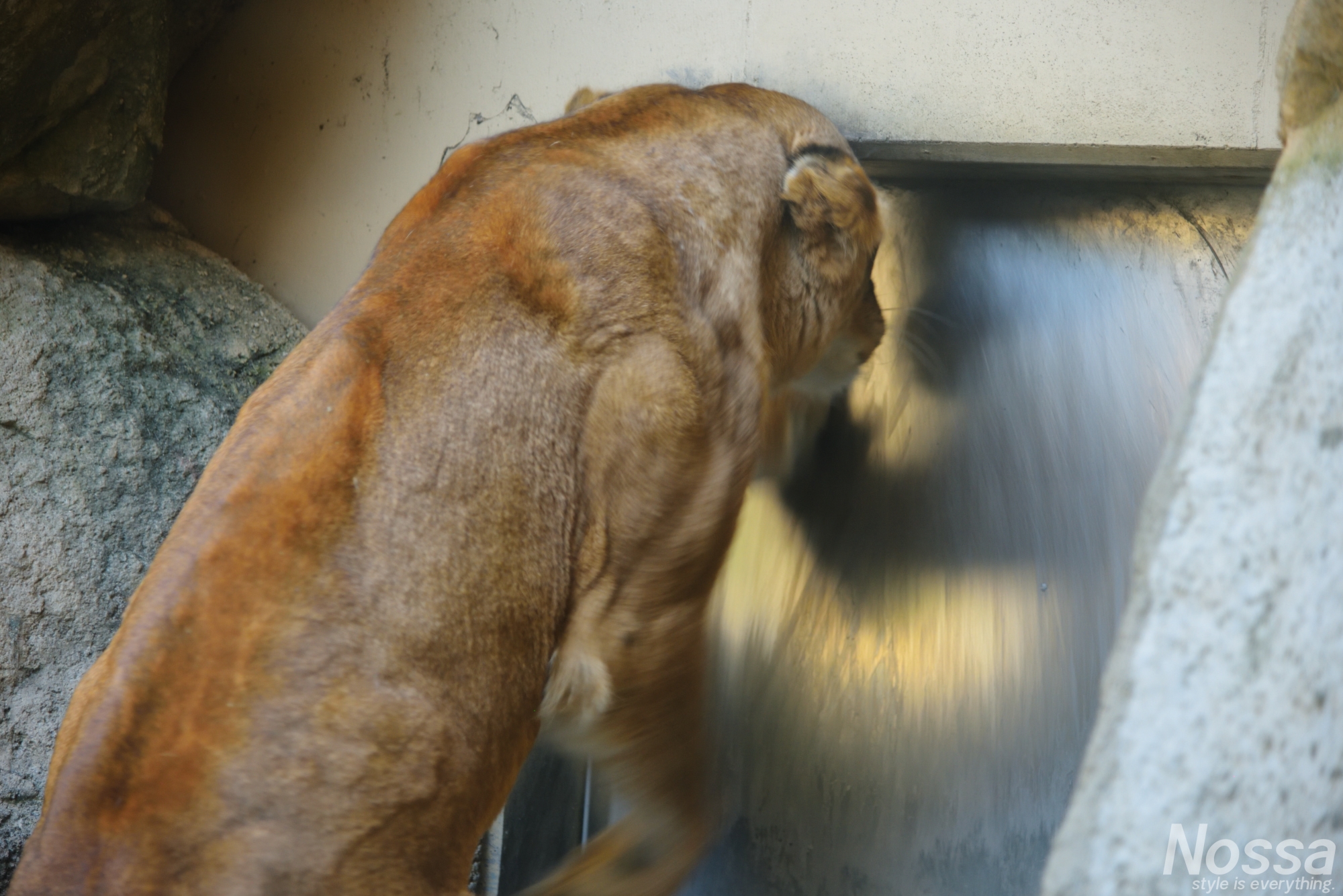 日本平動物園のライオン