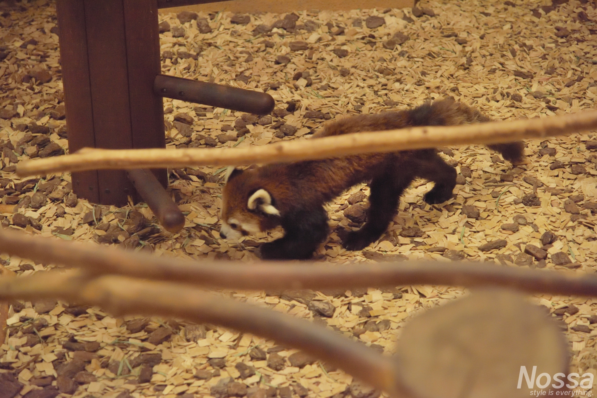 日本平動物園のレッサーパンダ