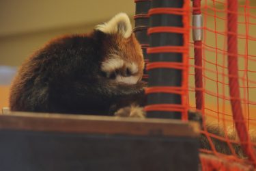 日本平動物園のレッサーパンダ