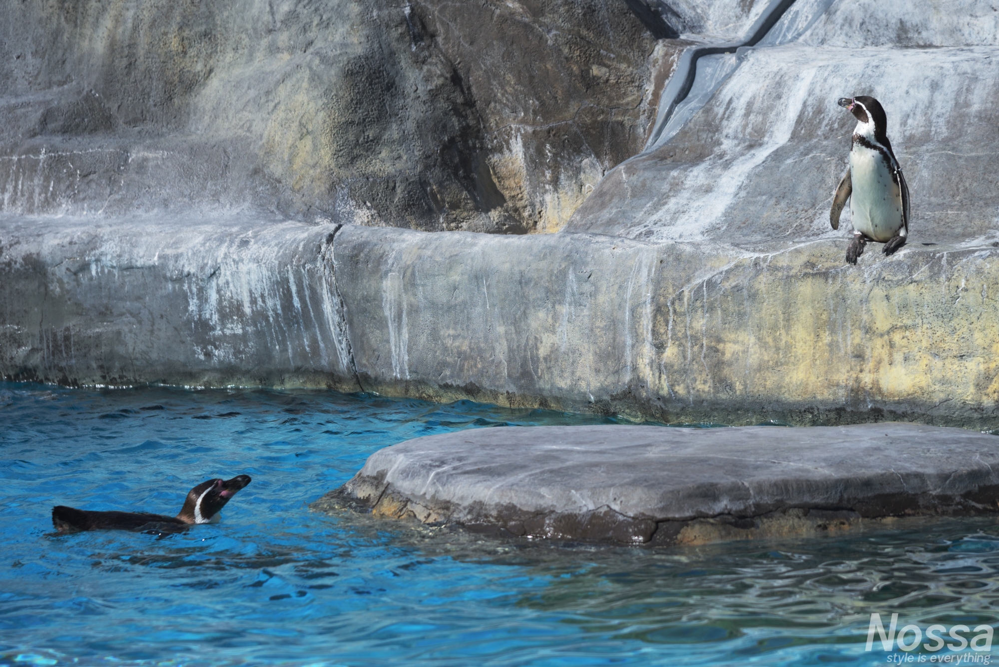 日本平動物園のペンギン