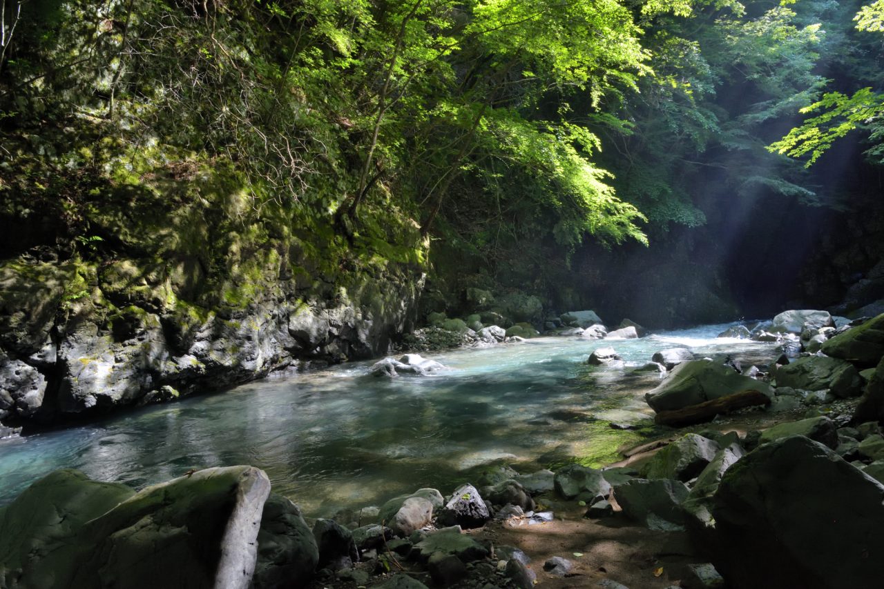 広葉樹が広がる美しすぎる渓相　和歌山県日高川水系源流域