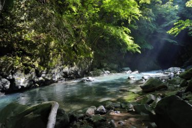 劣悪な林道の先にあった、広葉樹が広がる美しい渓相。しかし良い魚は釣れず。 和歌山県日高川水系源流部