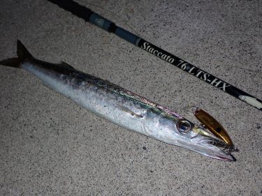 カマス発見！カマサーで入れ食いです。静岡県浜名湖