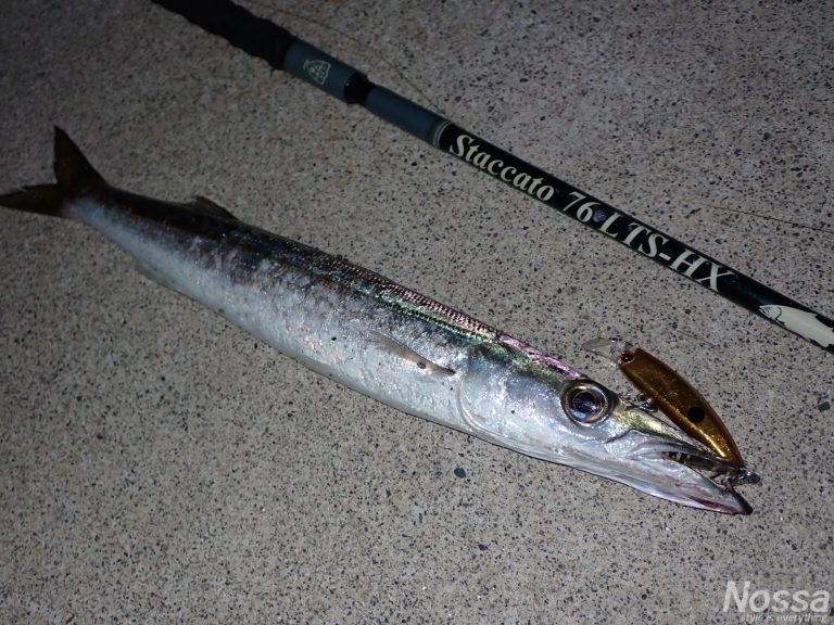 カマス発見！カマサーで入れ食いです。静岡県浜名湖