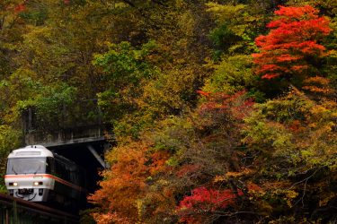 2020年秋、紅葉の高山本線でワイドビューひだを撮ってきました