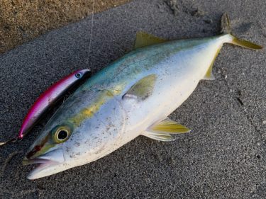 青物シーズン到来！ショアからハマチ（ブリ/ワラサ/ワカシ）を釣ってきました 静岡県浜名湖