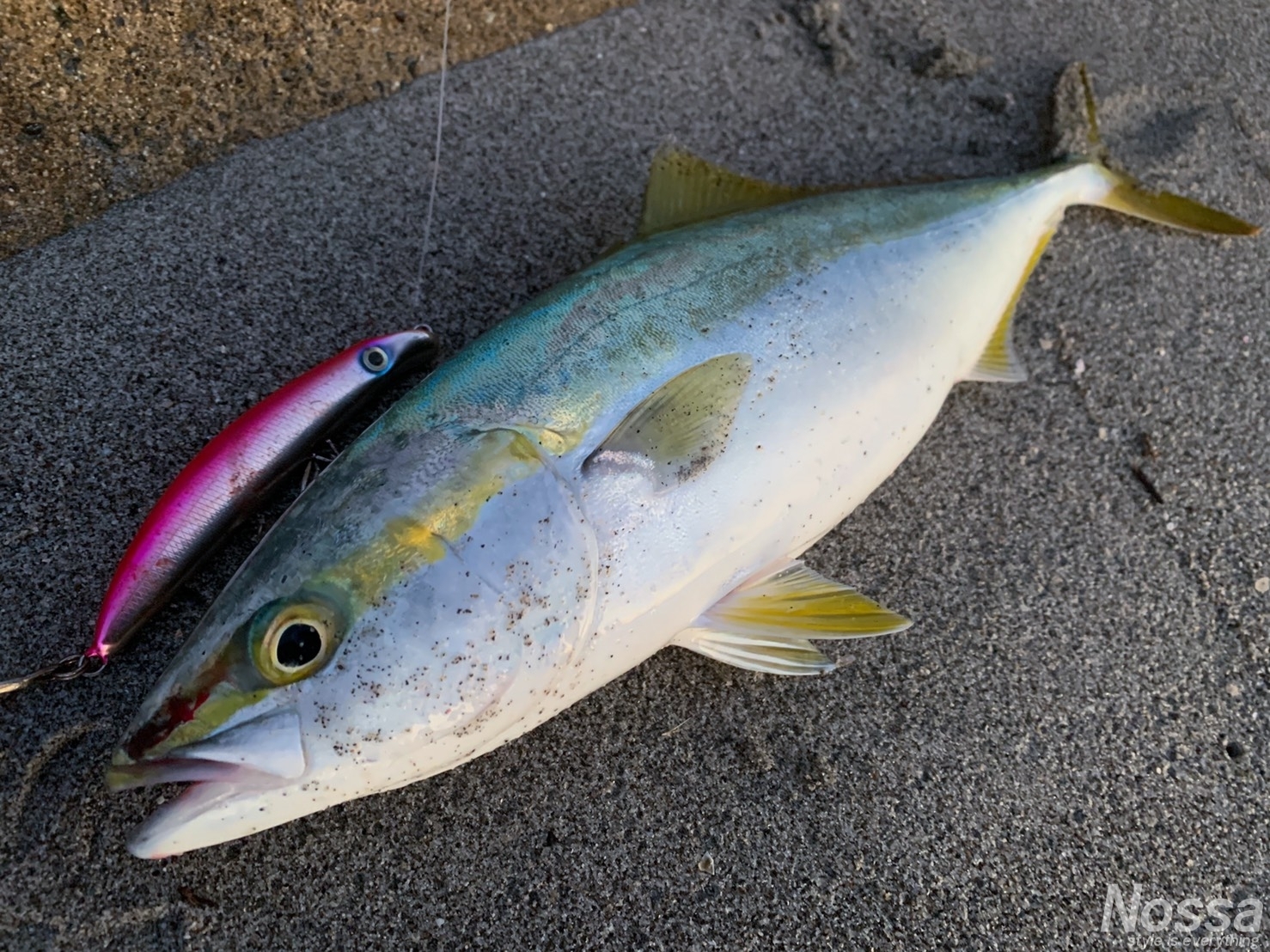 青物シーズン到来 ショアからハマチ ブリ ワラサ ワカシ を釣ってきました 静岡県浜名湖 釣りと旅 写真のブログ Nossa ノッサ