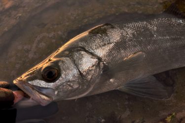 北西風が吹きさらす高水温の冬磯で、中型ヒラスズキ達と戯れてきた 和歌山県南紀