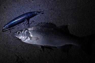 久しぶりのサーフ。朝マズメに子ヒラスズキを釣ってきた 静岡県浜松市遠州灘