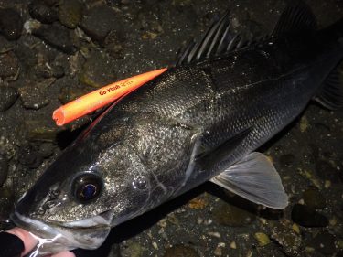 冬の浜名湖でシーバス（マルスズキ）狙ってナイトウェーディング。ボラに付いてる良型がよく釣れました  静岡県浜松市