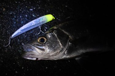 春の浜名湖でヒラスズキを狙ってナイトゲーム。50cm程度の群れを確認できました 静岡県浜松市