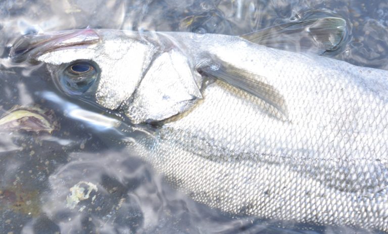 久しぶりの春磯でのヒラスズキ釣り。50～60cm後半くらいのやつらが遊んでくれました 和歌山県南紀