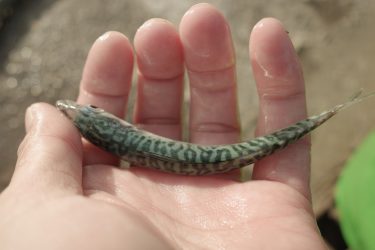 超満員の浜名湖。空いたポイント探し、カタクチイワシ・サバを狙ってサビキ釣り