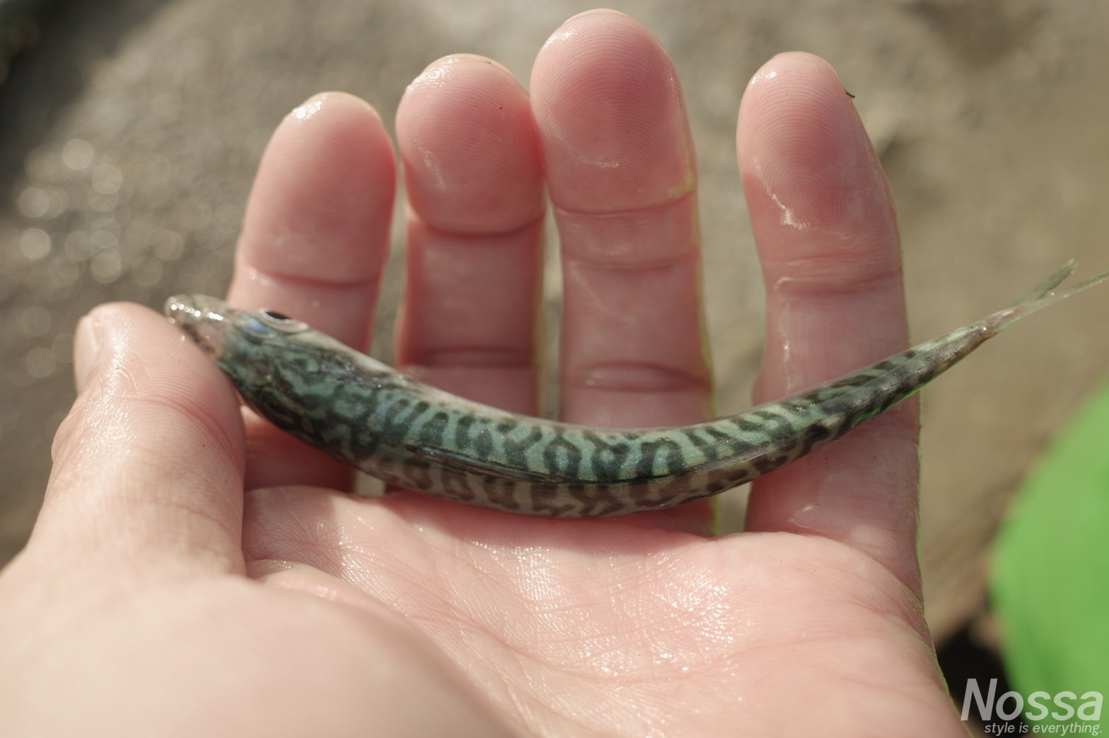 超満員の浜名湖 空いたポイント探し カタクチイワシ サバを狙ってサビキ釣り 釣りと旅 写真のブログ Nossa ノッサ