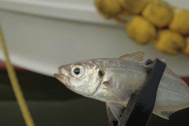 マズメの浜名湖・舞阪漁港。アジが食べたすぎて、アジング&サビキ釣りしてきました。