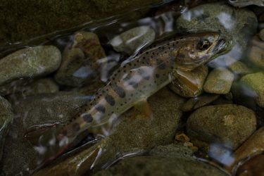 雨上がりの渓流ルアーフィッシング。朱点少ない南紀のネイティブアマゴ達と戯れてきました。和歌山県日置川水系源流部