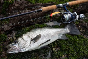 ルアーでヒラスズキ&青物（メジロ）釣り。2021-2022の年末年始に、釣り三昧の4日間を堪能してきた。 和歌山県地磯