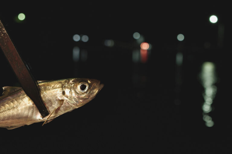 尾鷲の堤防で釣れたアジ