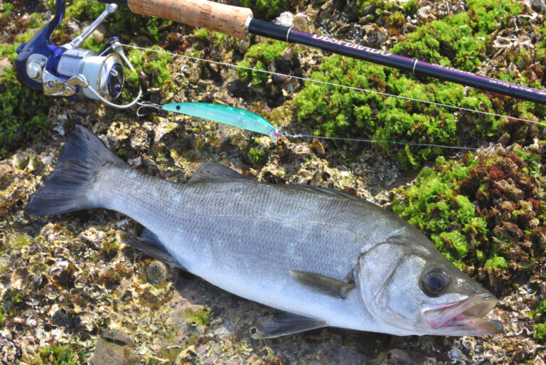 初春の北西風。海藻の緑が美しいフィールドで磯ヒラスズキ釣り 和歌山県南紀地磯