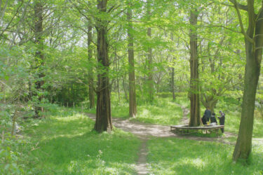 メタセコイアの緑が美しい。大高緑地公園・メタセ広場でピクニック