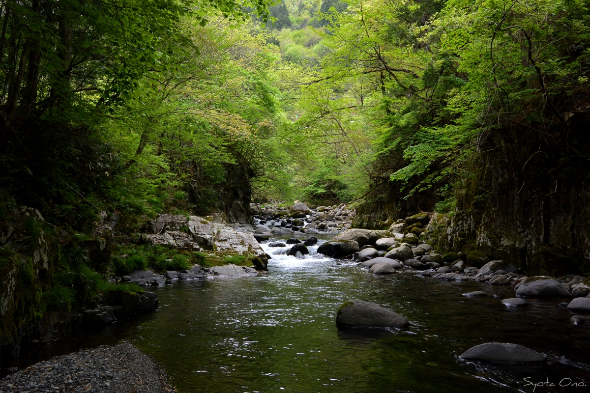 岐阜県郡上長良川・栗巣川・気良川 渓流ミノー釣行